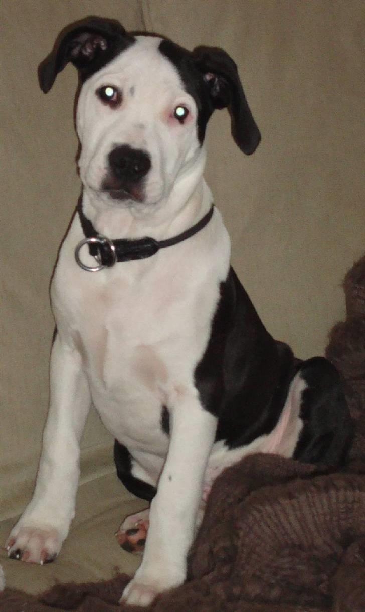 Amerikansk staffordshire terrier Baily " The one and only " - Baily 16 uger billede 3