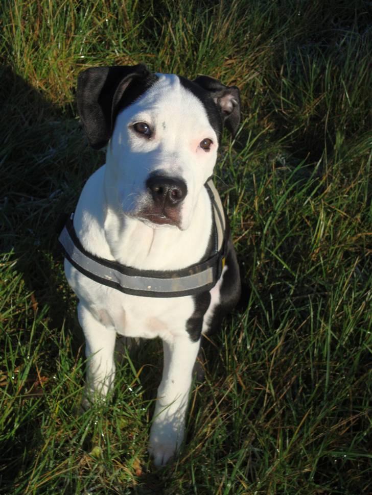 Amerikansk staffordshire terrier Baily " The one and only " - Baily <3 billede 4