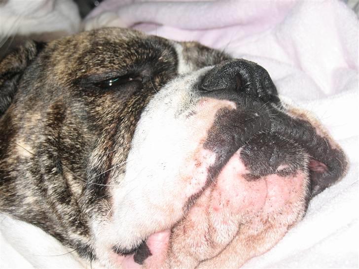 Olde english bulldogge Bertha - Hej drenge :) billede 7