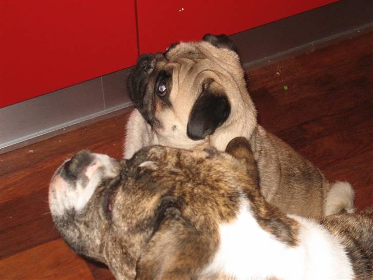 Olde english bulldogge Bertha - Se, hvor stille vi kan sidde  billede 8