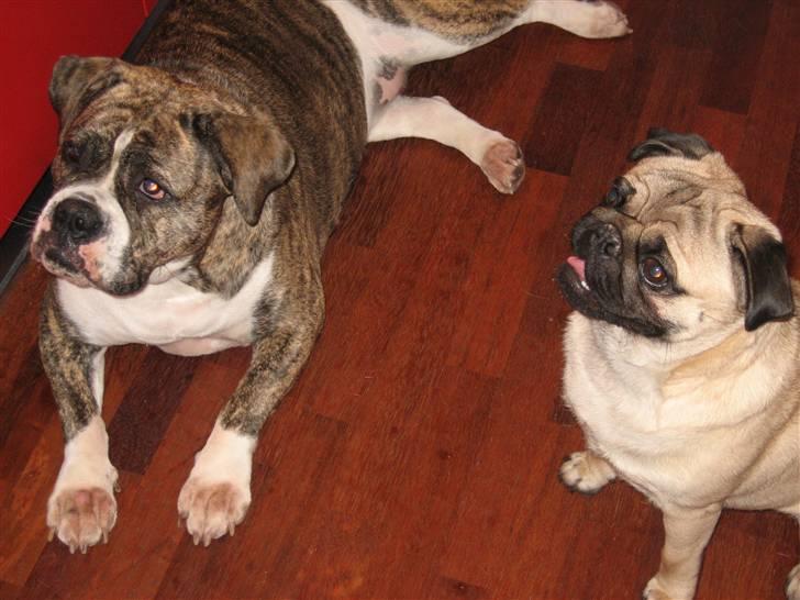 Olde english bulldogge Bertha billede 9