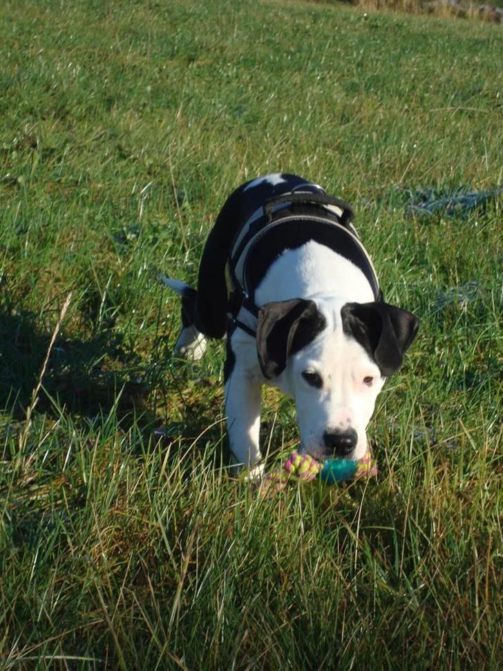 Amerikansk staffordshire terrier Baily " The one and only " - Baily <3 billede 5