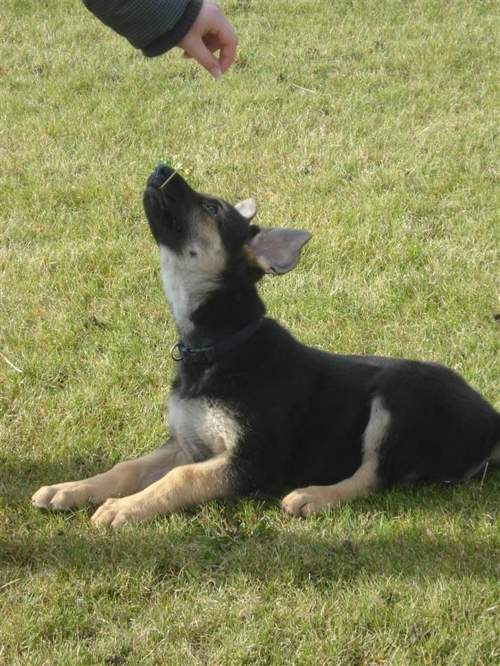 Schæferhund Debbie billede 1