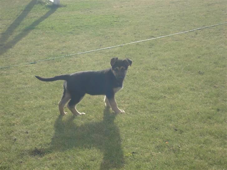 Schæferhund Debbie billede 2