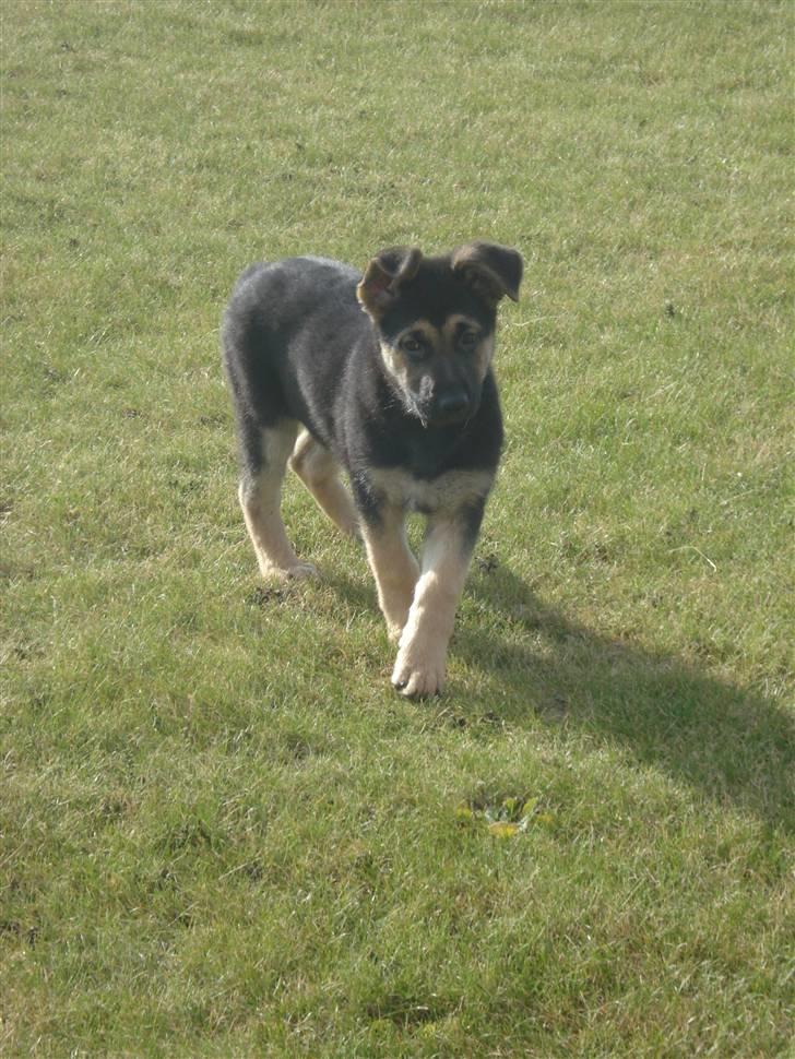 Schæferhund Debbie billede 3