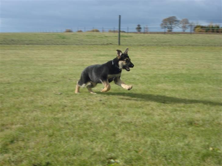 Schæferhund Debbie billede 4