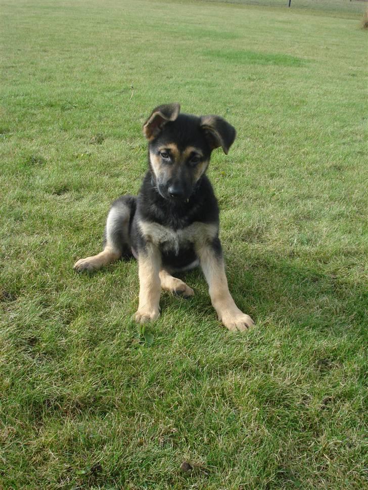 Schæferhund Debbie billede 5