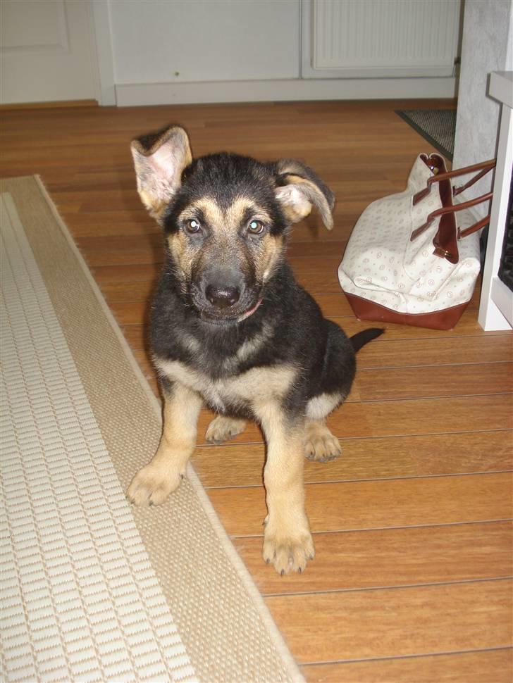 Schæferhund Debbie billede 6