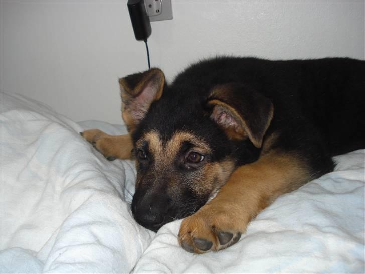 Schæferhund Debbie billede 7