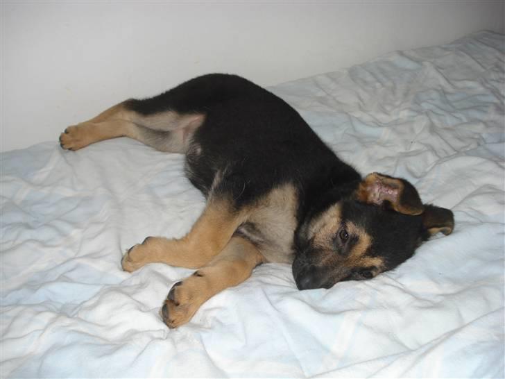 Schæferhund Debbie billede 8