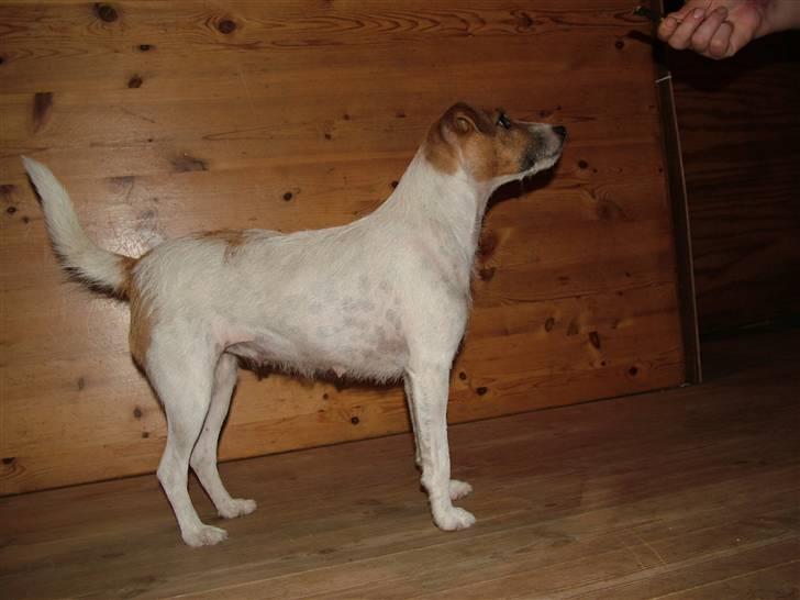 Jack russell terrier emma - dejlige Emma som endelig står stille billede 1