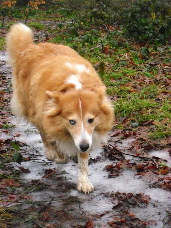 Shetland sheepdog Mille billede 14