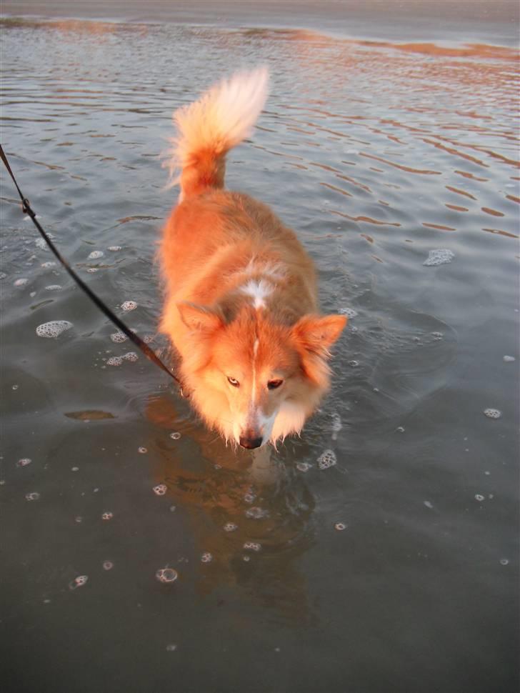 Shetland sheepdog Mille - Mille ude i vandet... nyd synet da det hører til sjældenheder! :D billede 15