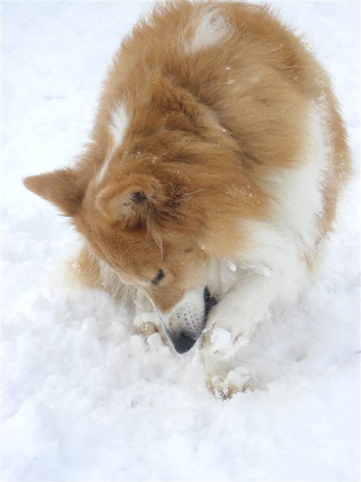 Shetland sheepdog Mille billede 16
