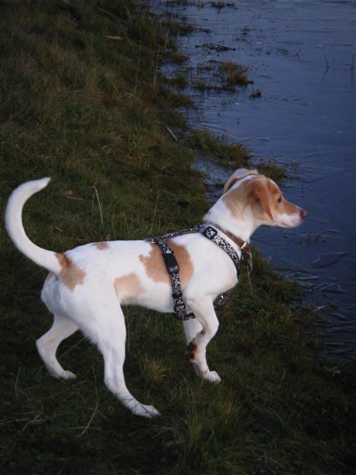 Blanding af racer Bailey - Bailey ved søen, første dag med frost billede 7