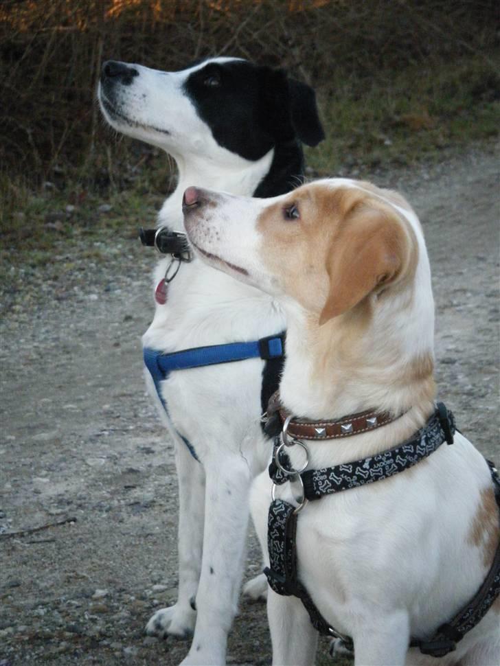 Blanding af racer Bailey - bailey og hans mor zita d: billede 8