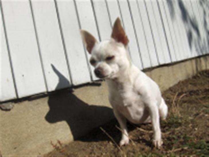 Chihuahua Mini billede 1