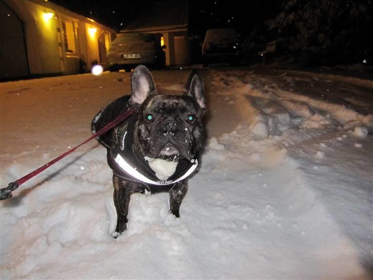 Fransk bulldog Mahjongs Tyson billede 14