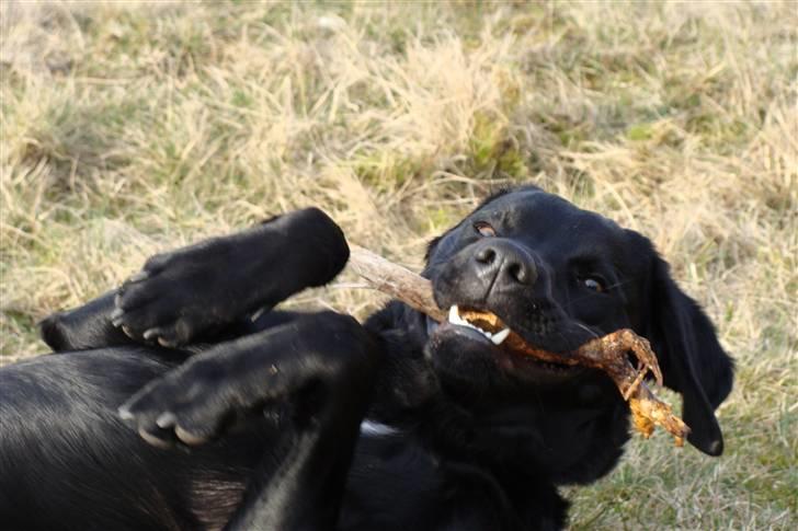 Labrador retriever / Breton Chico - 9 måneder flere billeder i fotoalbummet billede 20