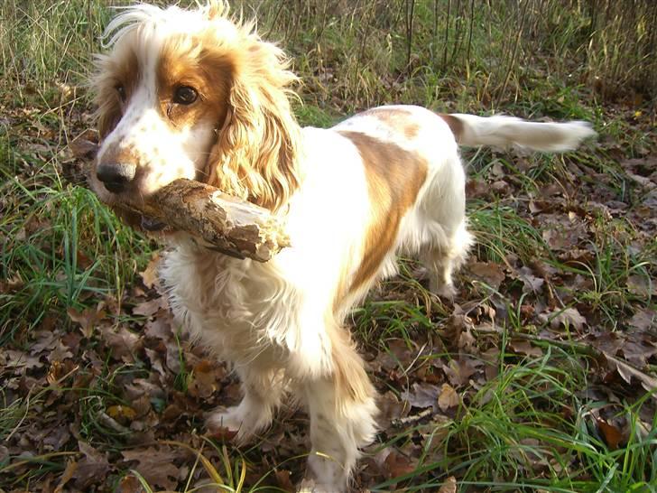Cocker spaniel Freja billede 1