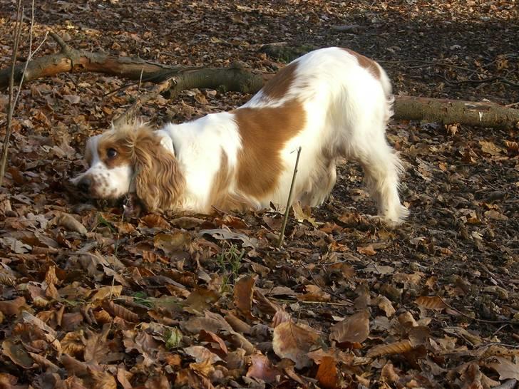 Cocker spaniel Freja billede 2