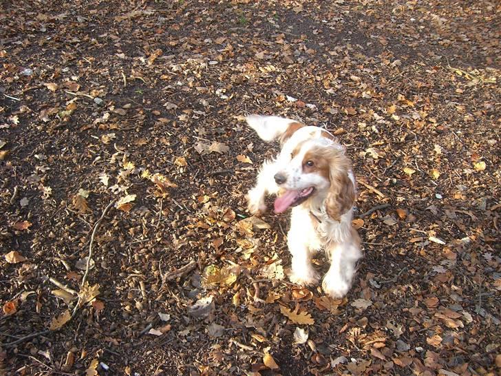Cocker spaniel Freja billede 3