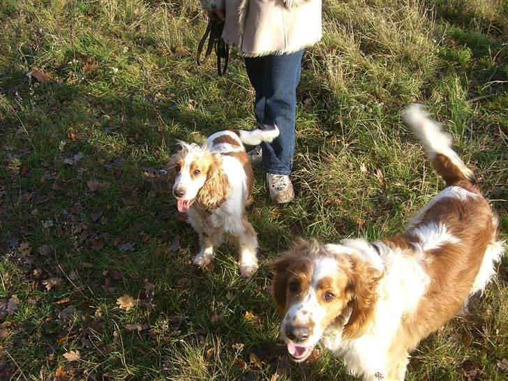 Cocker spaniel Freja billede 4