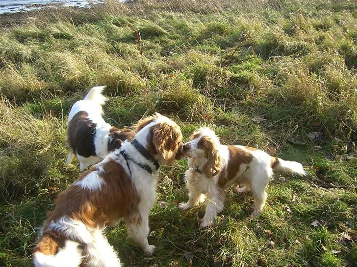Cocker spaniel Freja billede 5
