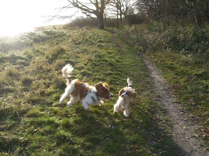 Cocker spaniel Freja billede 6
