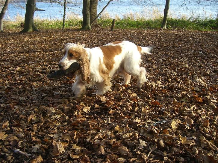 Cocker spaniel Freja billede 7