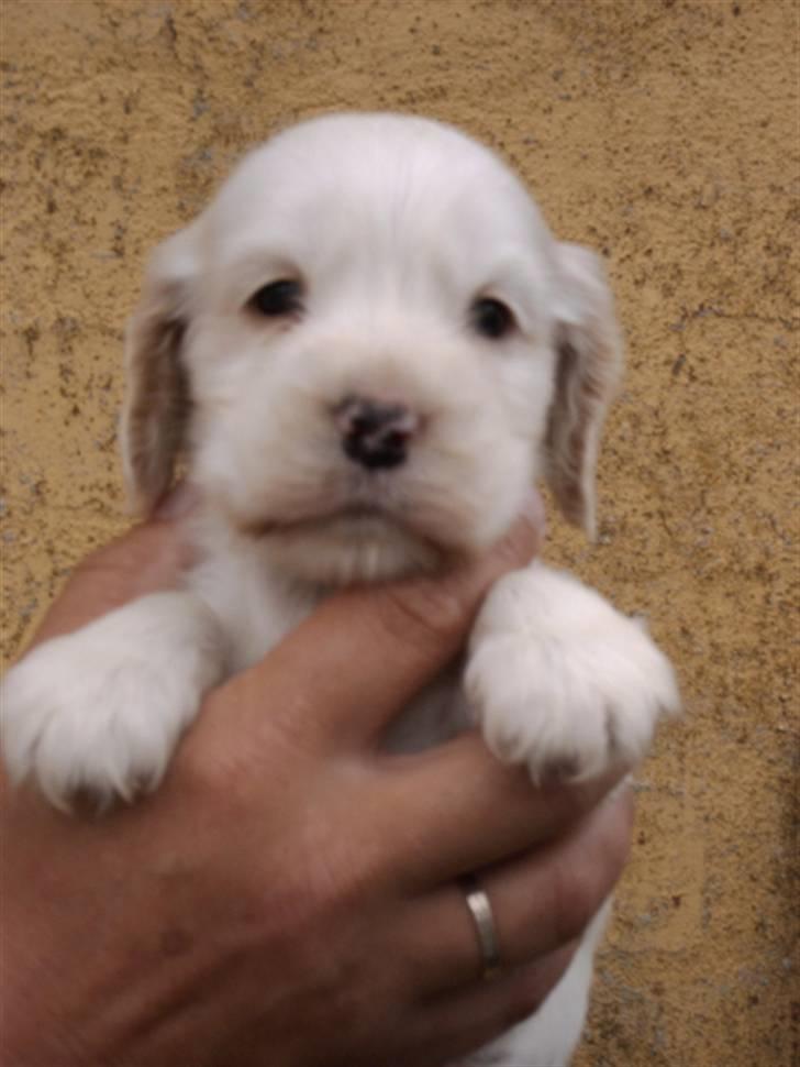 Cocker spaniel Freja billede 8