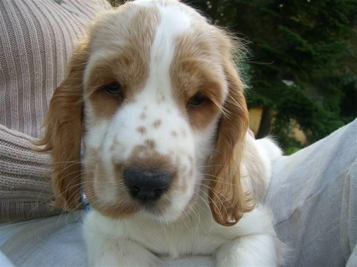 Cocker spaniel Freja billede 9