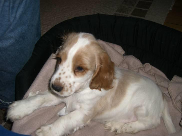 Cocker spaniel Freja billede 10