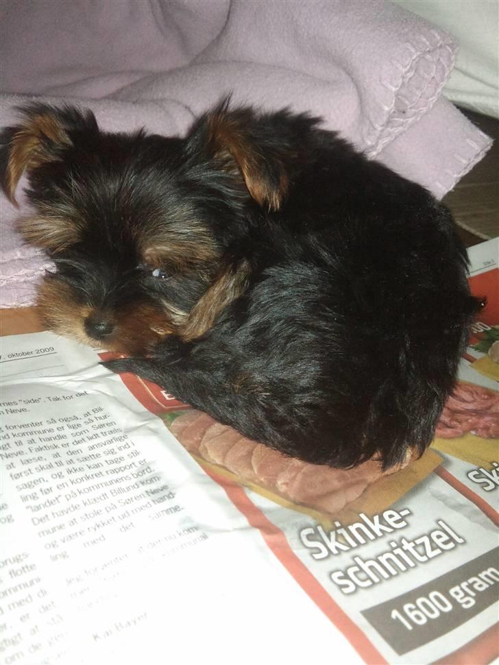 Yorkshire terrier Timon billede 3