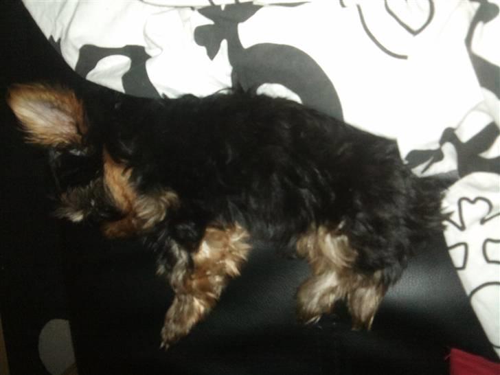 Yorkshire terrier Timon billede 5