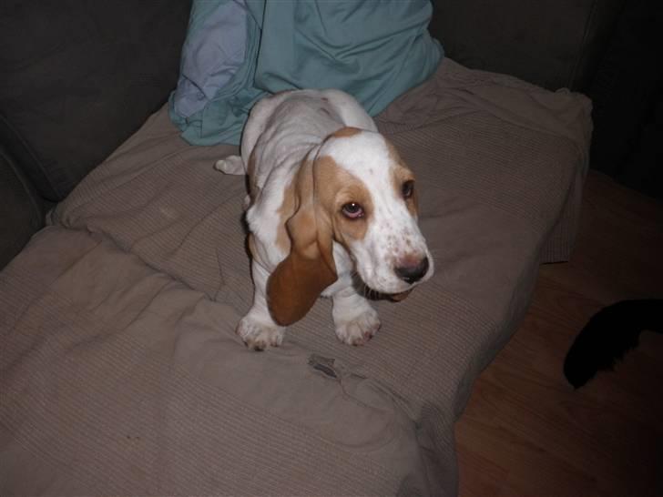 Basset hound Mille (himmelhund) - Det er mig der er mille og jeg byder velkommen til min helt egen profil billede 1