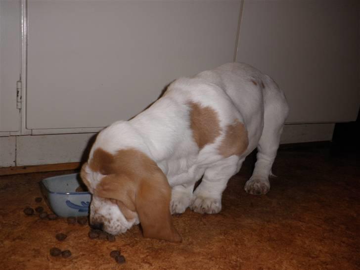 Basset hound Mille (himmelhund) - mmm maaaad billede 2