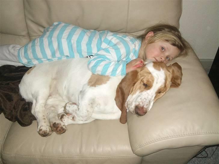 Basset hound Mille (himmelhund) - isa hygger rigtig.. mille eeeelsker børn billede 3
