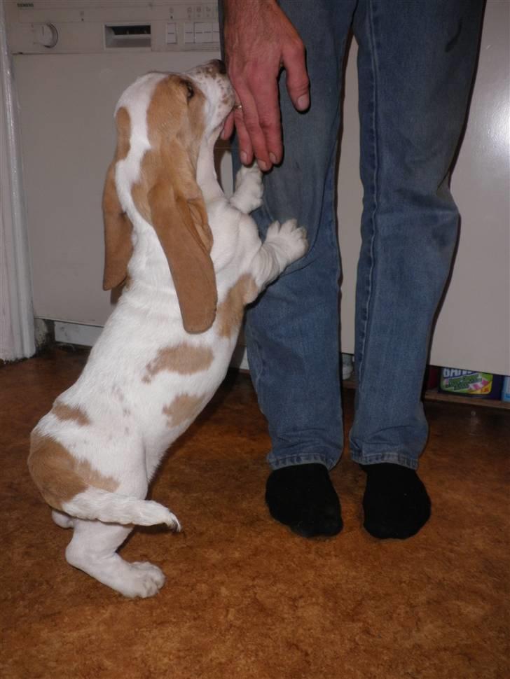 Basset hound Mille (himmelhund) - gad vide om min morfar har noget mad jeg må få billede 4