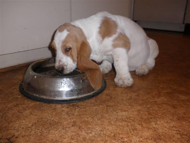 Basset hound Mille (himmelhund) - drikker meget får bare så tit våde øre fordi jeg ikke kan holde dem uden for vandskålen billede 5
