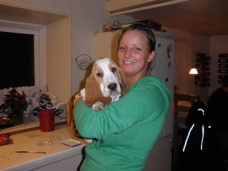 Basset hound Mille (himmelhund) - det er mig og min mor i mit nye hjem. tror vi bliver glade for hinanden :D billede 6