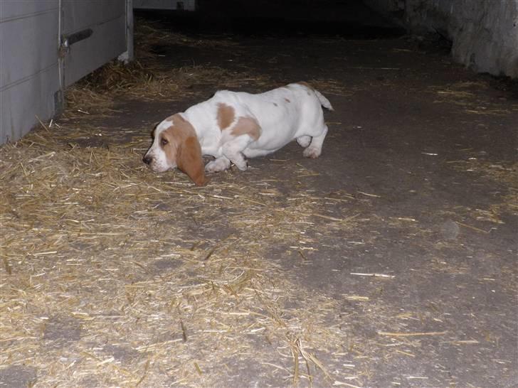 Basset hound Mille (himmelhund) - alt skall udforskes i den nye stald billede 7