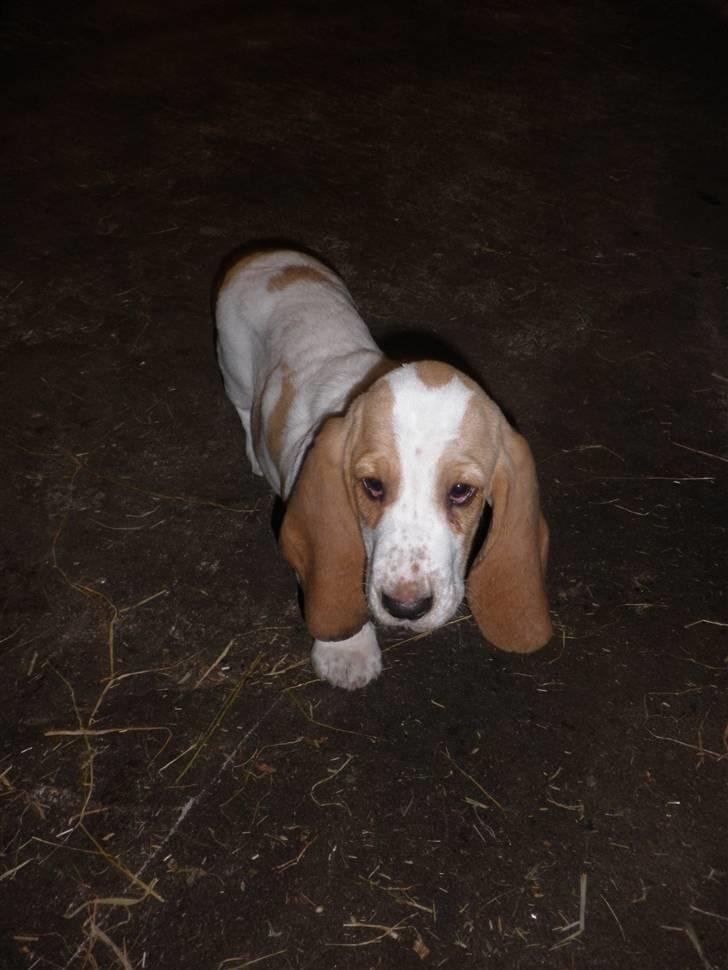 Basset hound Mille (himmelhund) billede 8