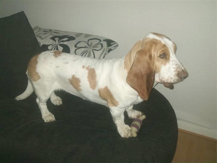 Basset hound Mille (himmelhund) - så hun sq blevet lang :) billede 9