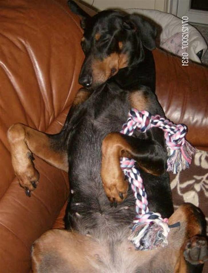 Dobermann Tusca R.I.P. - Tusca passer på sit legetøj mens hun sover :o) billede 13