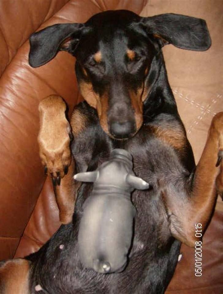 Dobermann Tusca R.I.P. - Tusca med sit pivdyr "soen" billede 14