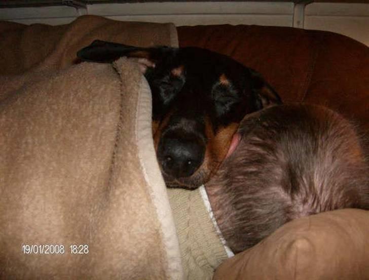 Dobermann Tusca R.I.P. - Hun passer på far når han sover :o) billede 15