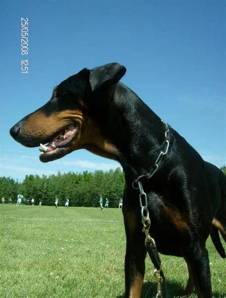 Dobermann Tusca R.I.P. - Tusca 7 år billede 16