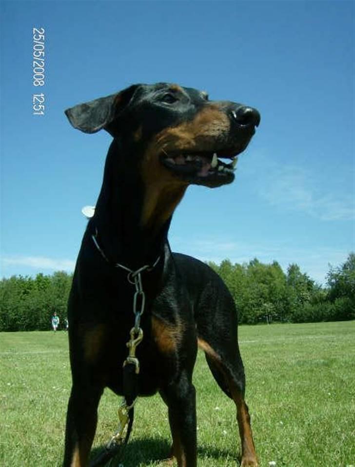 Dobermann Tusca R.I.P. - Tusca 7 år billede 17