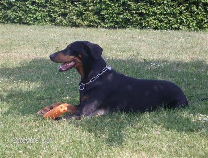Dobermann Tusca R.I.P. - Tusca slapper af i skyggen billede 18